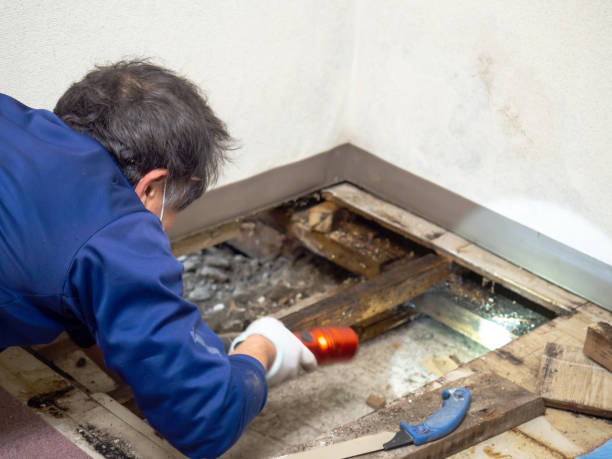 Best Mold Remediation  in University Park, IL