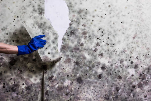 Best Toxic Mold Removal  in University Park, IL