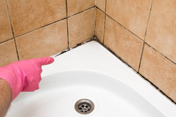Attic Mold Removal in University Park, IL